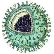 Severe Acute Respiratory Syndrome (SARS Virus) 